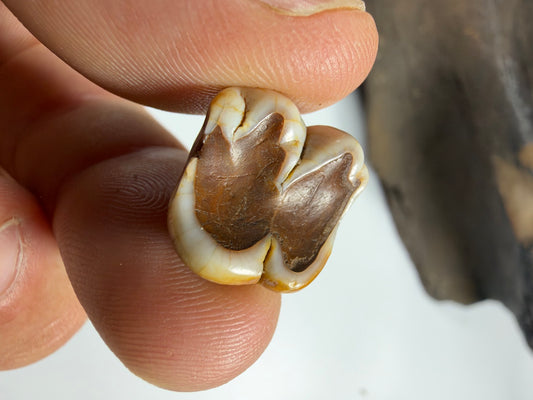 Fossil manatee molar with cream and chocolate mineralization - EDI-22