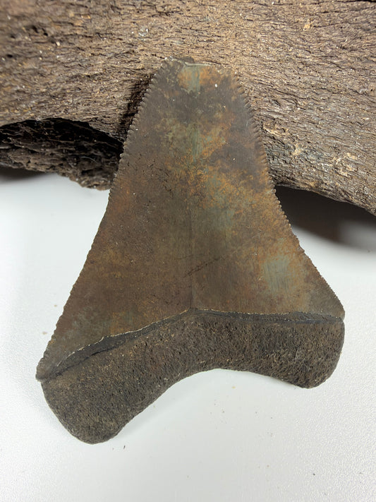 Megalodon shark tooth 2.98 inches with river stain, Peace River Florida fossil - EDI-24