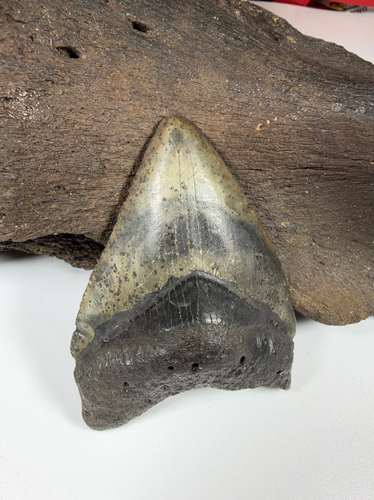 Megalodon shark tooth 3.59 inches display side, genuine Peace River fossil Florida - EDI-3