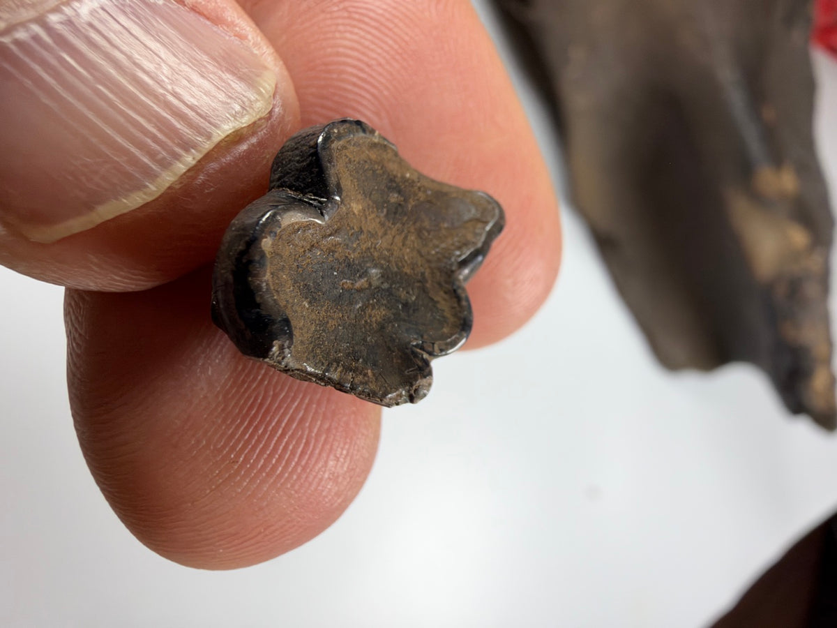 Close-up of dark mineralized fossil manatee tooth - EDI-32