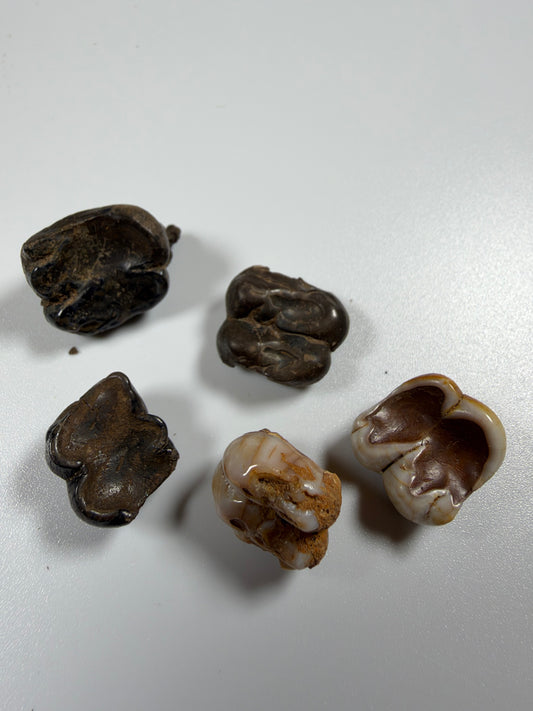 Five fossil manatee teeth multicolor group, Florida Pleistocene - EDI-32