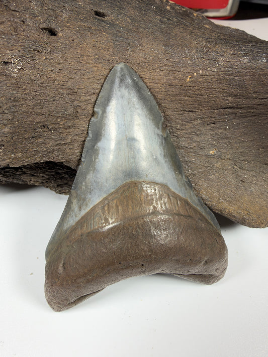 Megalodon shark tooth 3.65 inches with blue-brown color, Peace River Florida fossil - EDI-35