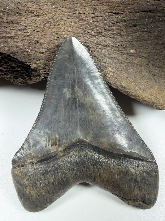 Megalodon shark tooth 3.38 inches with glossy enamel, high quality Peace River fossil - EDI-37