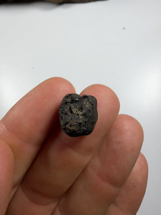 Dark mineralized fossil manatee molar - EDI-44
