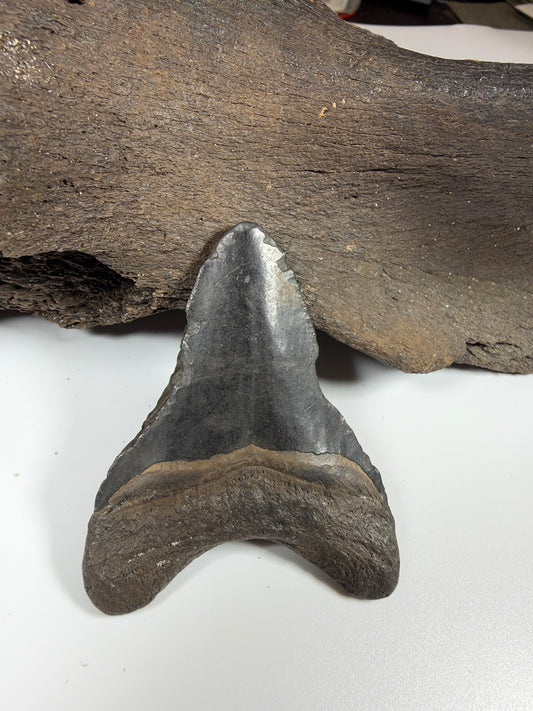 Megalodon shark tooth 3.12 inches front view, genuine Florida river fossil - EDI-58
