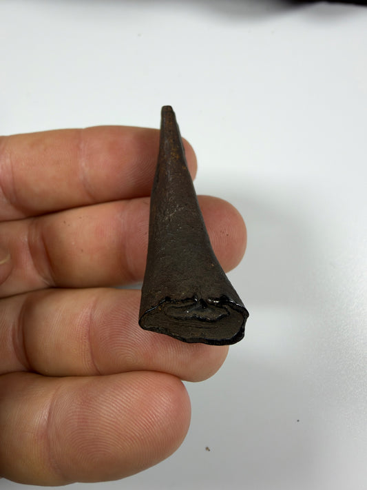 Fossil horse incisor tooth with intact crown - EDI-67