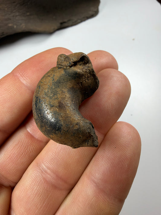 Fossil manatee tympanic bulla inner ear bone - EDI-68