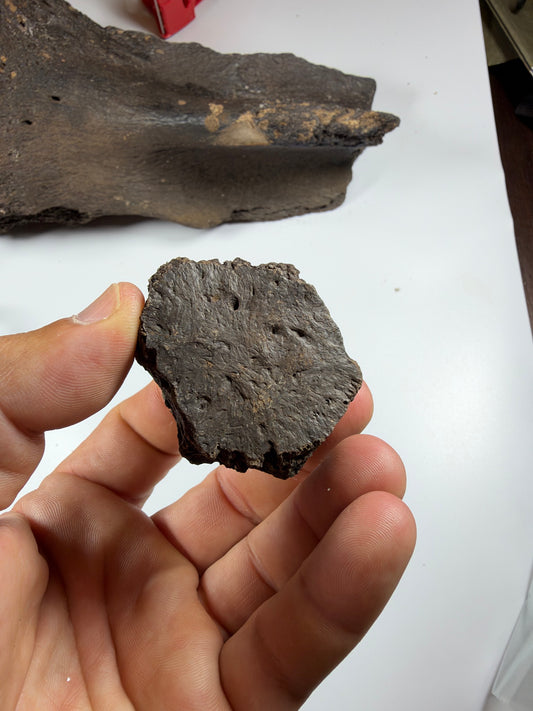 High quality fossil glyptodont scute with rosette pattern - EDI-86