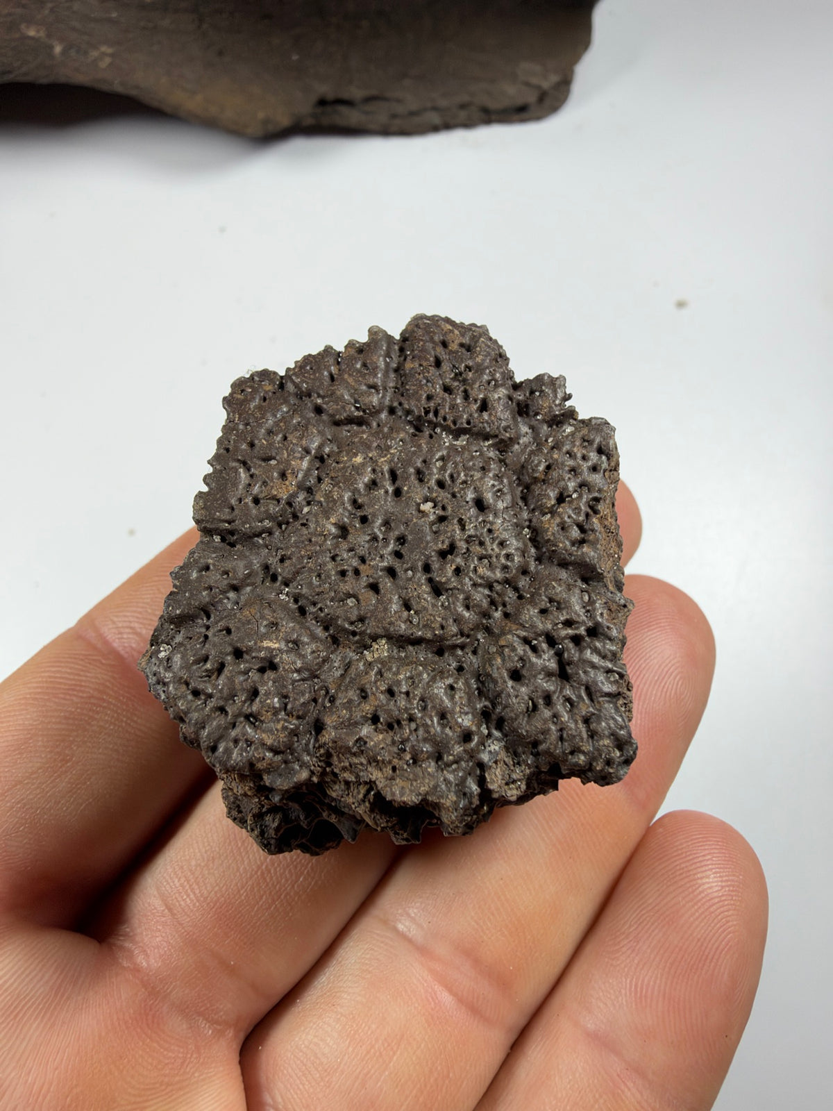 Underside of fossil glyptodont scute - EDI-86