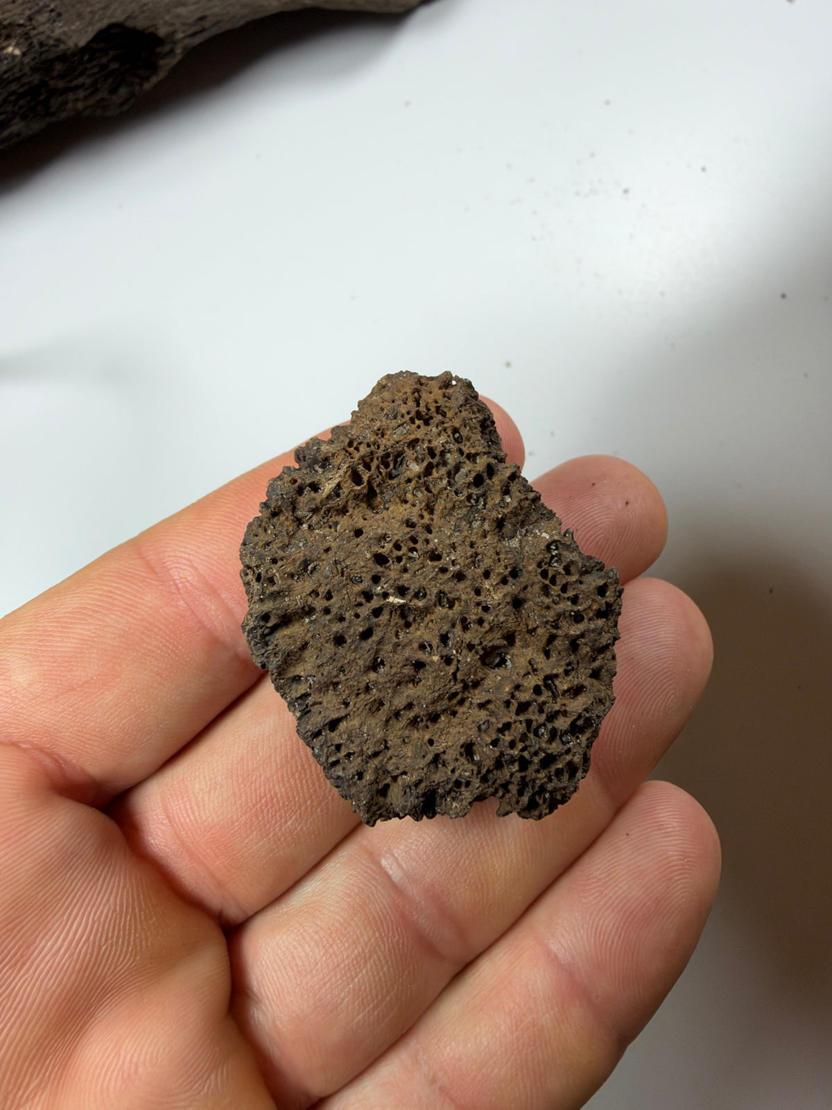 Fossil glyptodont scute held in hand - EDI-87