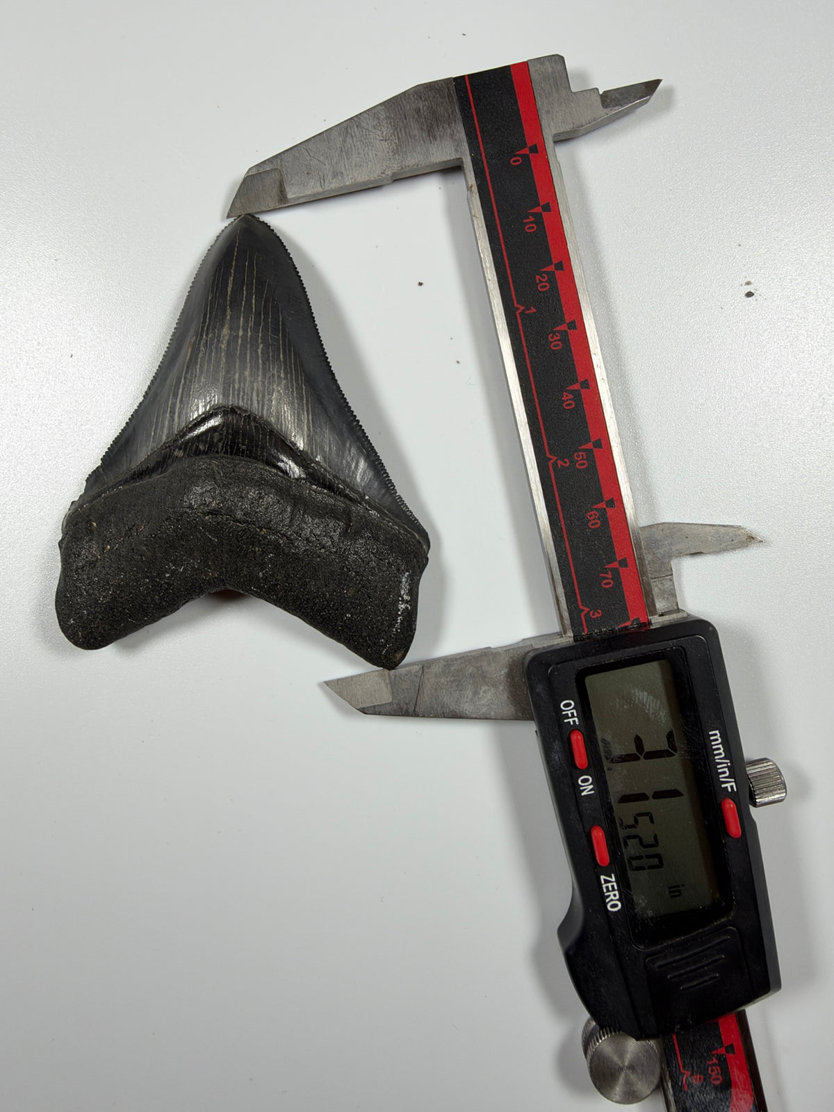 Digital caliper measuring megalodon tooth at 3.15 inches - EDI-36