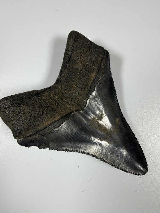 Megalodon shark tooth 3.15 inches showing sharp serrations, high quality Peace River fossil - EDI-36