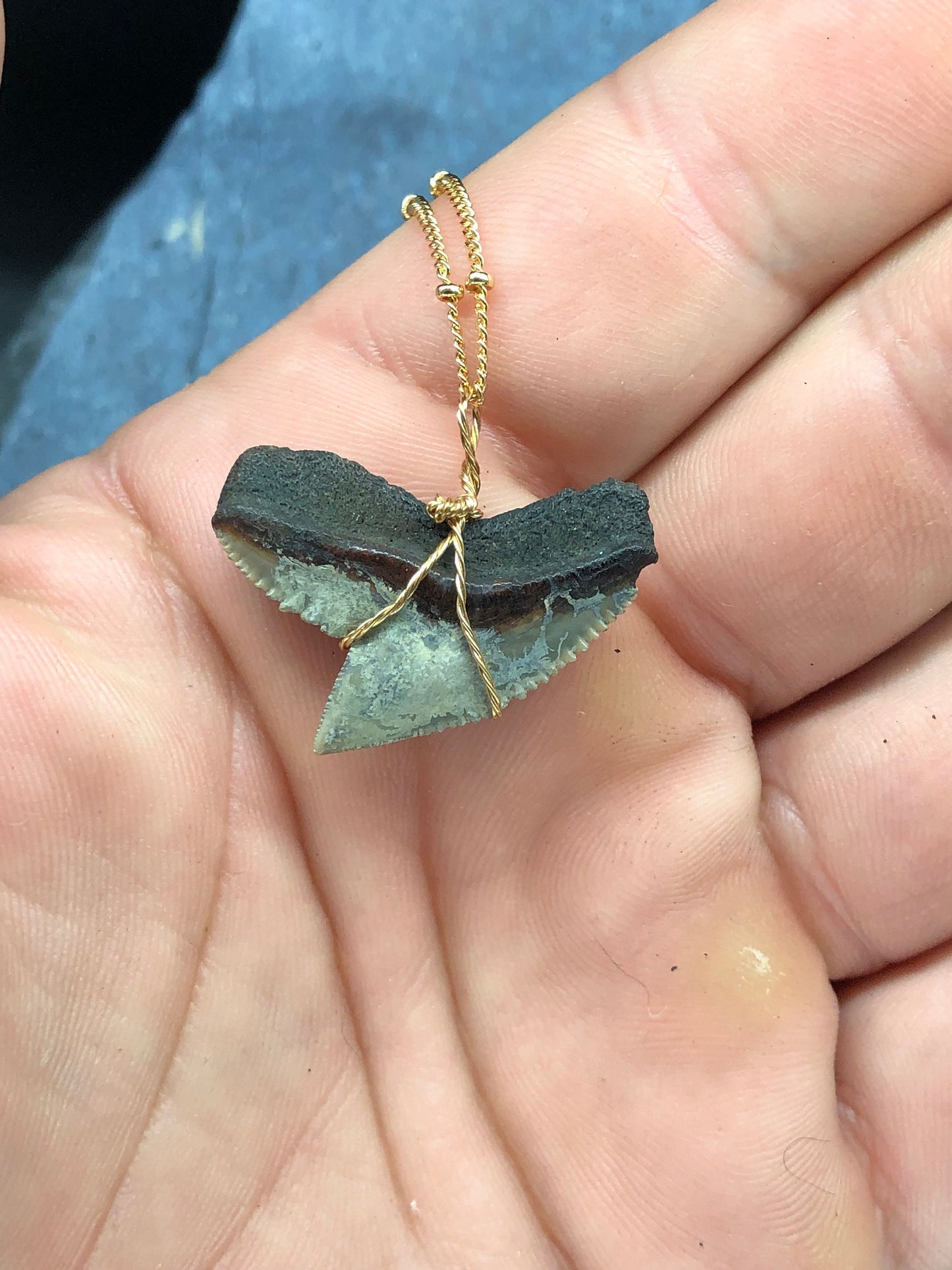 Tiger Shark Necklace, Shark Tooth Necklace, Fossil Shark Tooth Necklace