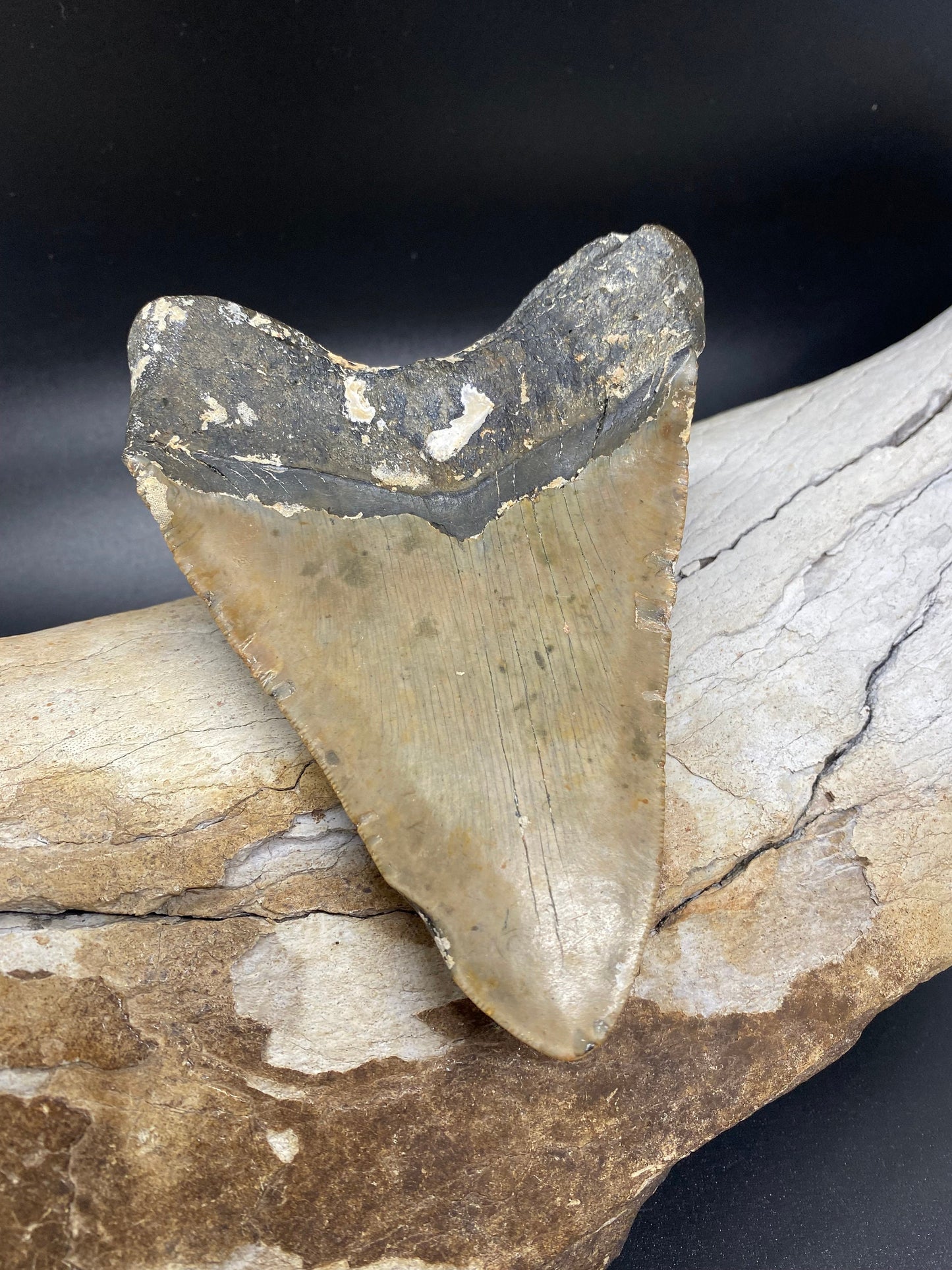 Megalodon Tooth, Shark Tooth, 100% Authentic