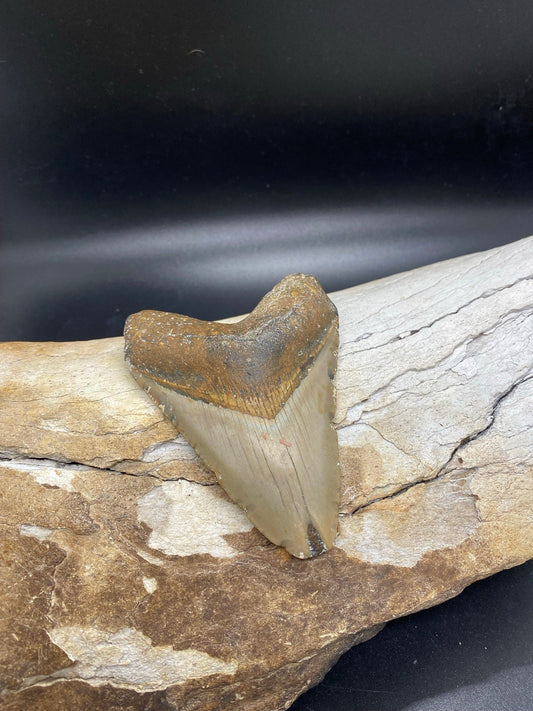 Megalodon Tooth, Shark Tooth, 100% Authentic