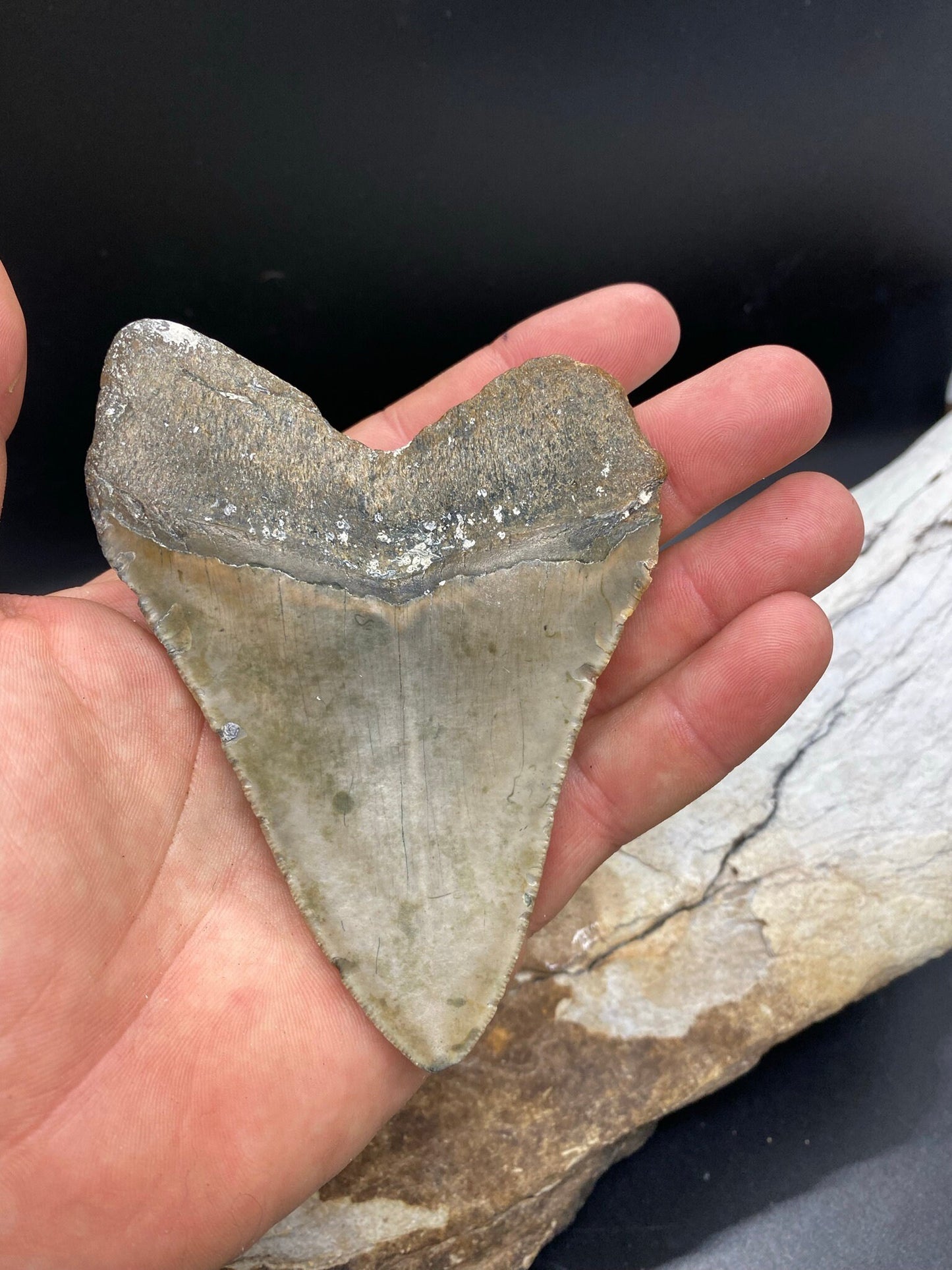 Megalodon Tooth, Shark Tooth, 100% Authentic