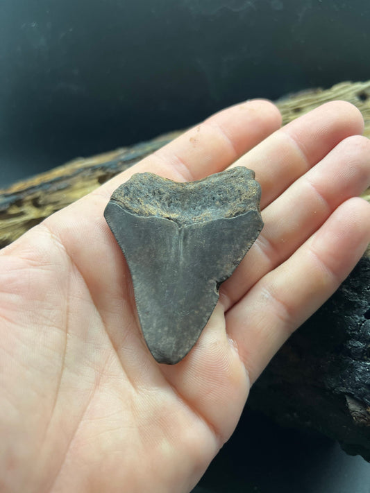 Genuine Megalodon Shark Tooth. 2.6 inches
