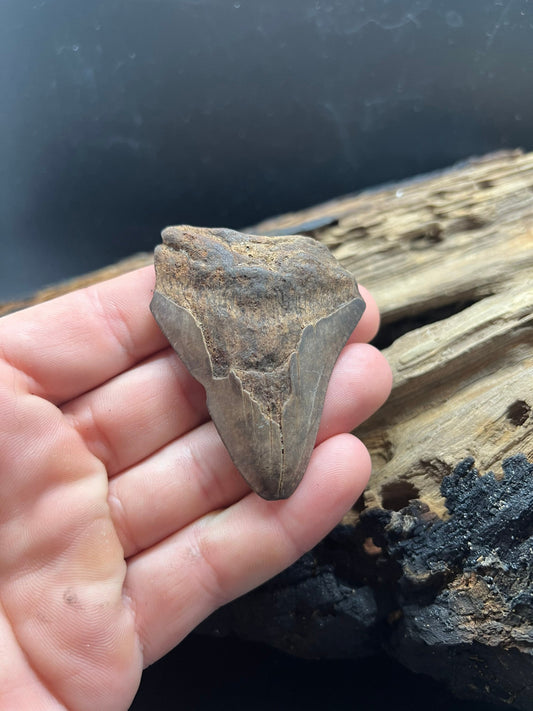 Genuine Megalodon Shark Tooth. 2.6 inches