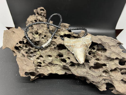 Fossilized Megalodon Shark Tooth Necklace 2.7 inches