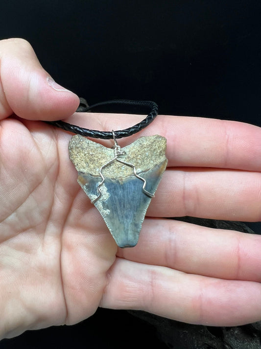 Juvenile Fossilized Megalodon Shark Tooth Necklace 1.8 inches