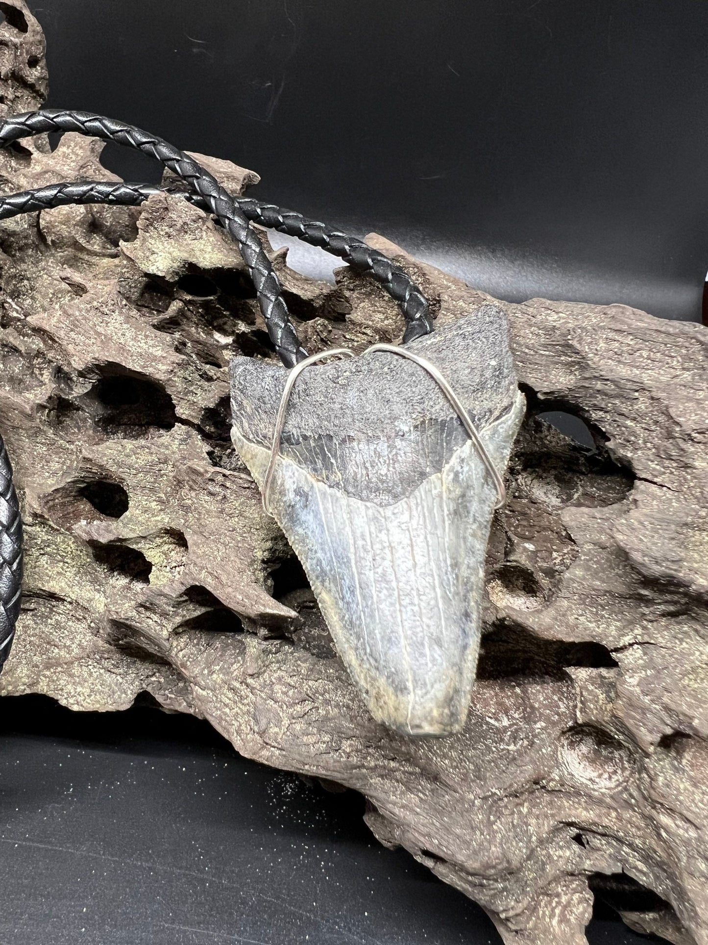 Fossilized Megalodon Shark Tooth Necklace 2.6 inches
