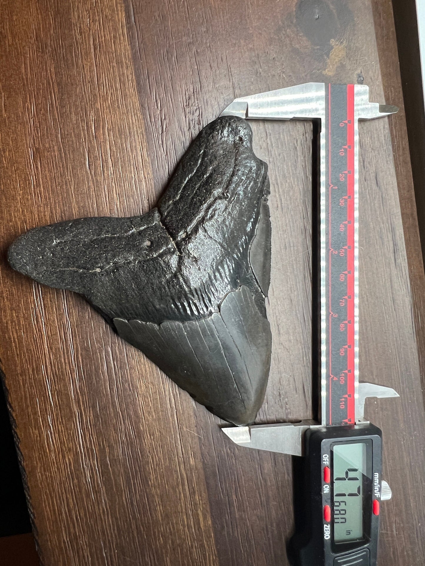 Genuine Megalodon Shark Tooth. 4.7 Inches