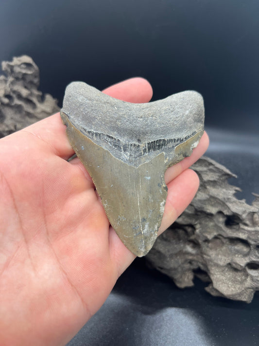Genuine Megalodon Shark Tooth. 3.9 Inches