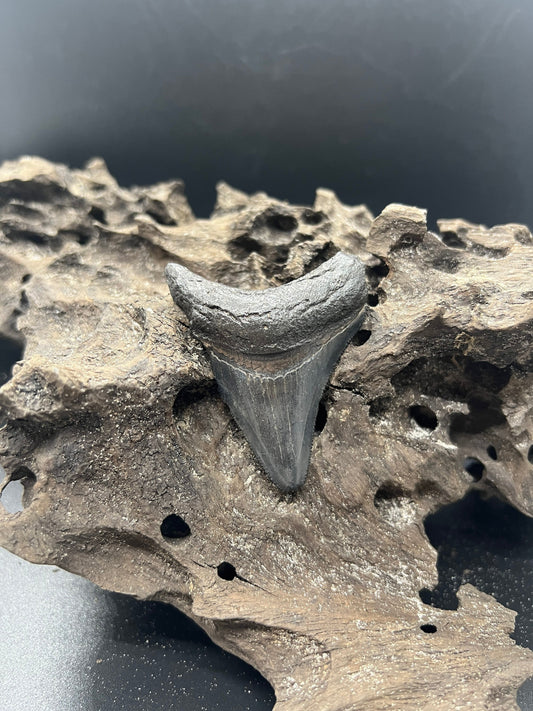 Megalodon Shark Tooth - Fossil Megalodon Tooth - Megalodon Tooth