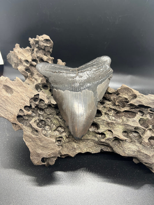 Genuine Megalodon Shark Tooth. 4.7 Inches