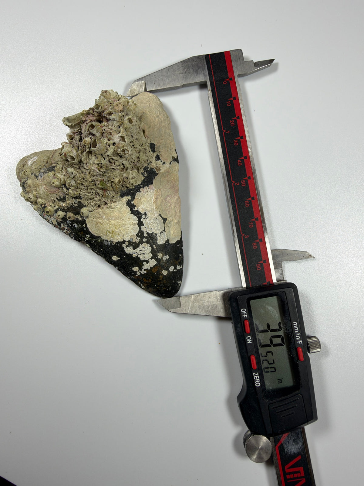 Digital caliper measuring megalodon tooth at 3.95 inches - EDI-17