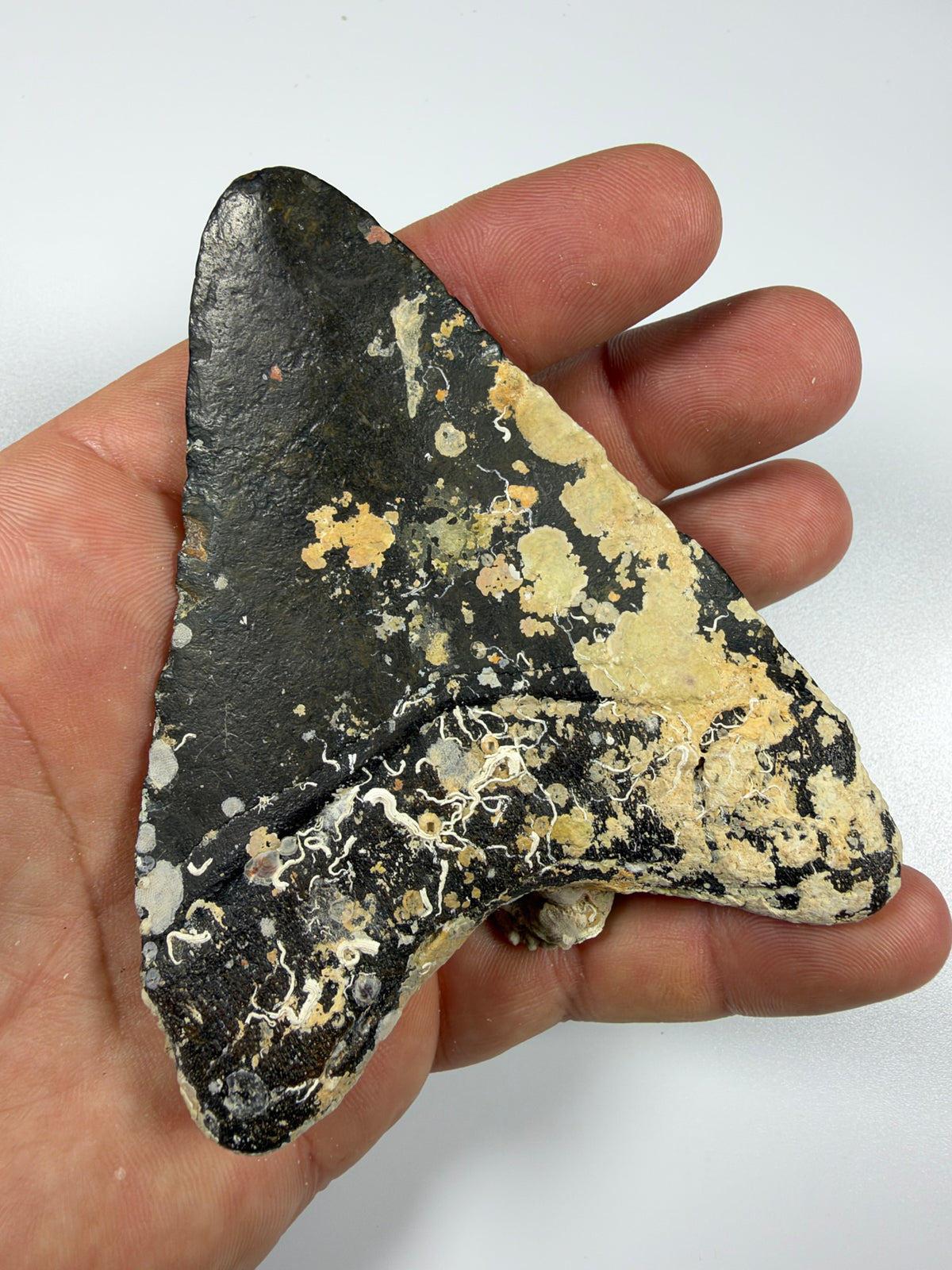 Coral encrustation on megalodon shark tooth, Venice Florida fossil - EDI-17