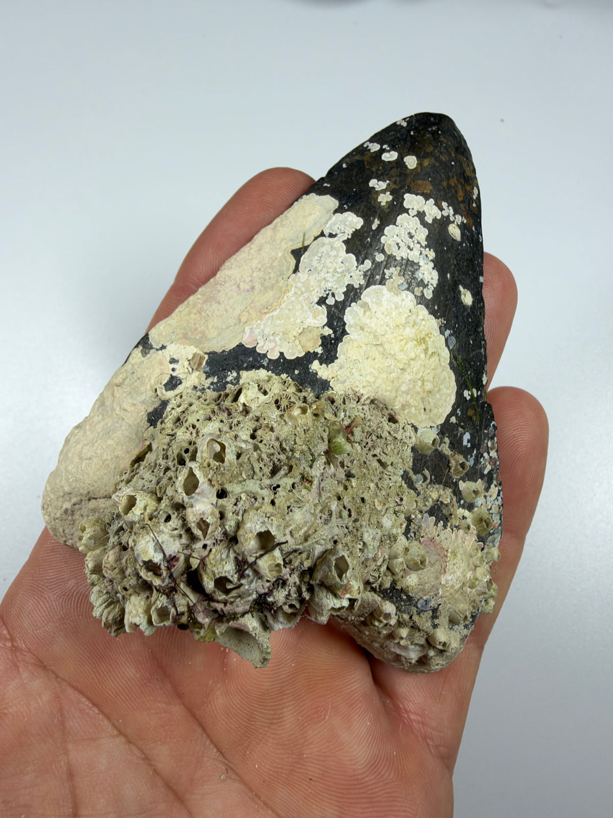 Front of megalodon tooth with coral patches held in hand - EDI-17