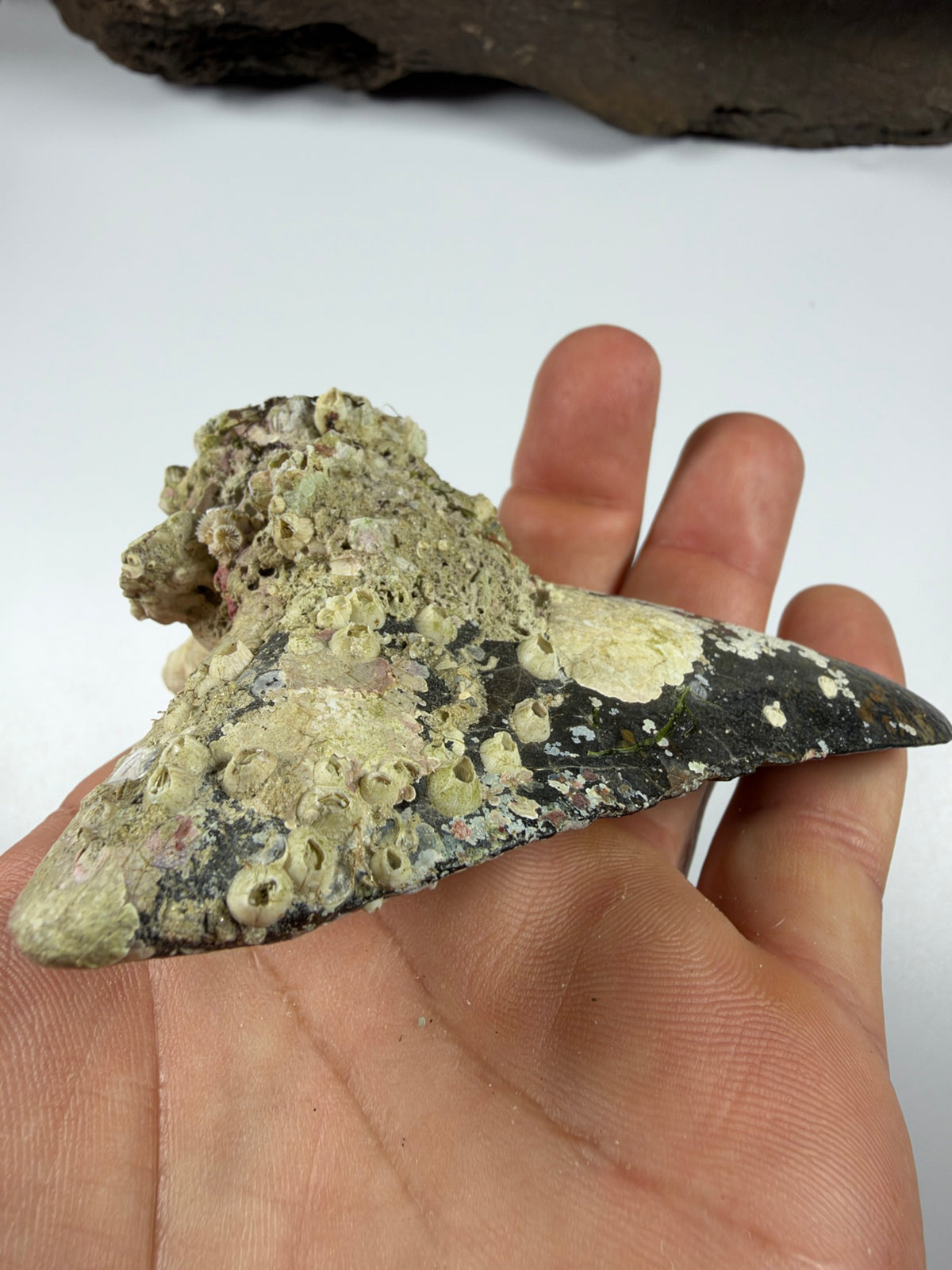 Back of megalodon tooth with coral growth held in hand - EDI-17
