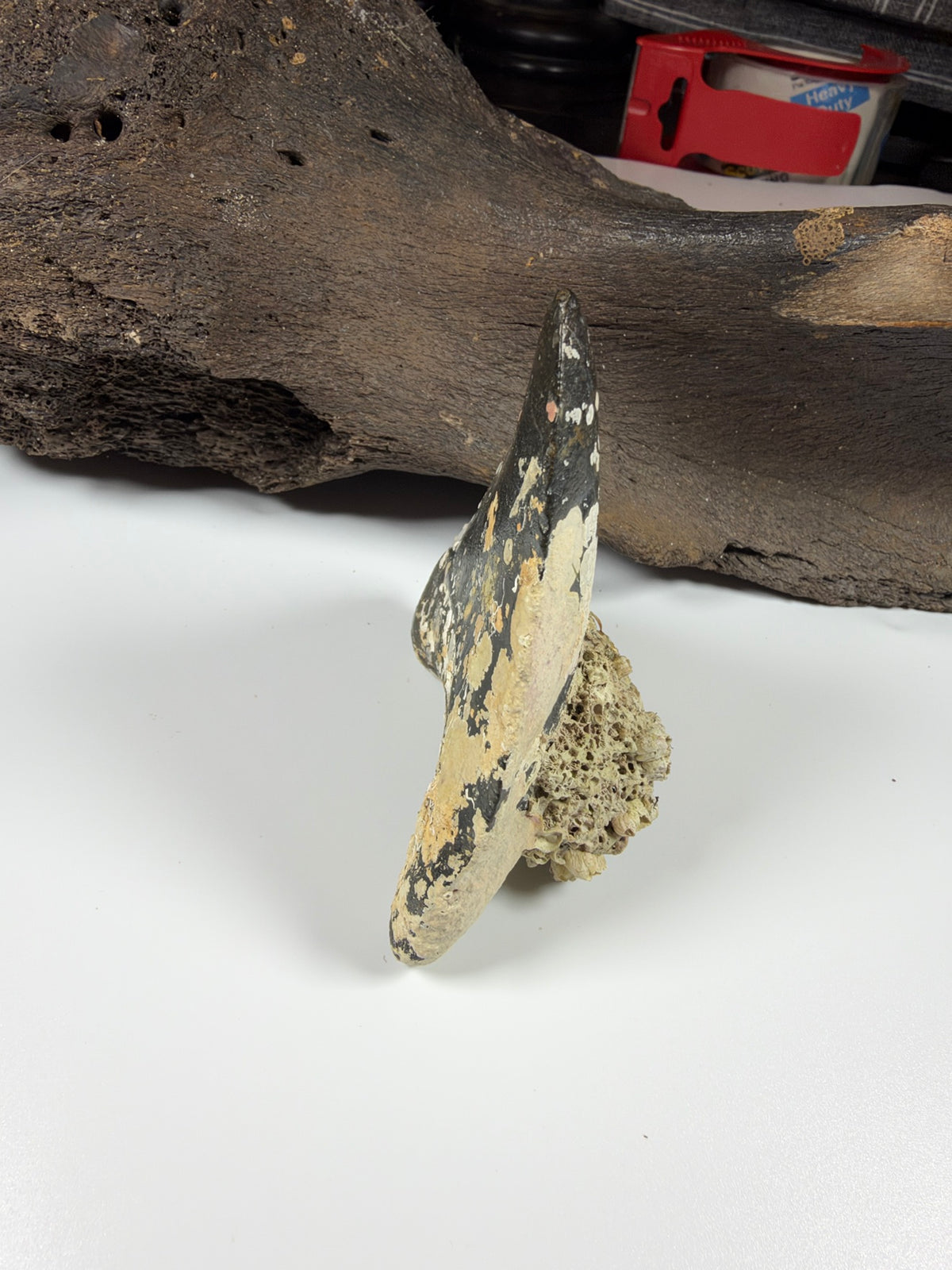Side profile of coral-covered megalodon tooth - EDI-17