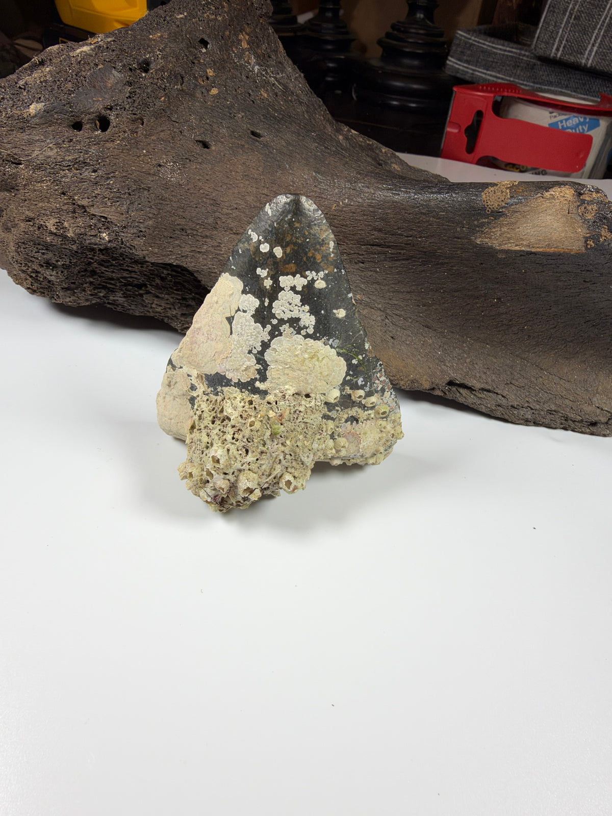 Megalodon shark tooth standing on its own, coral encrusted display piece - EDI-17