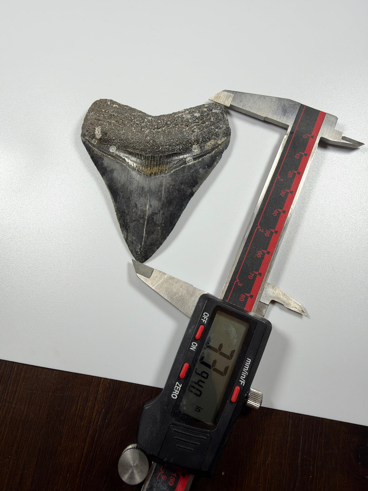 Digital caliper measuring megalodon tooth at 3.39 inches - EDI-2