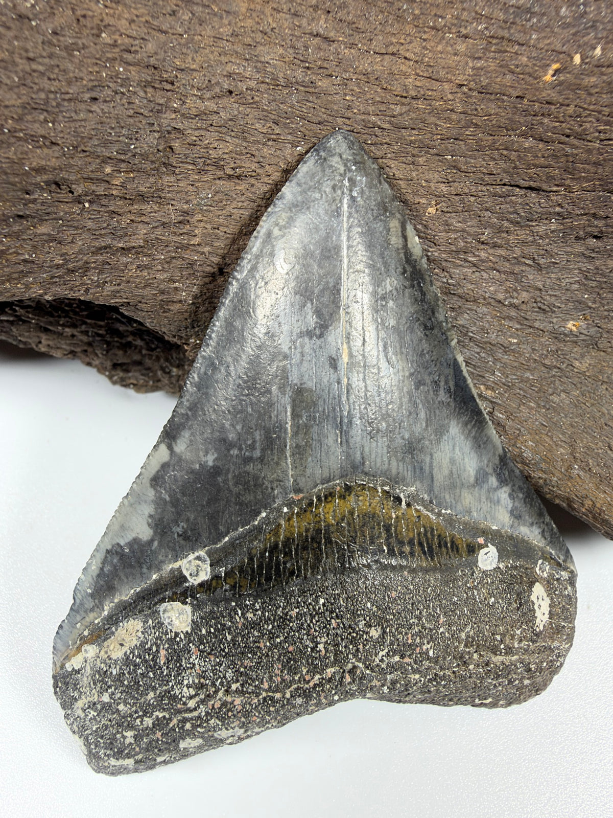 Close-up of megalodon tooth crown showing serrations and bourlette - Venice FL fossil shark tooth EDI-2