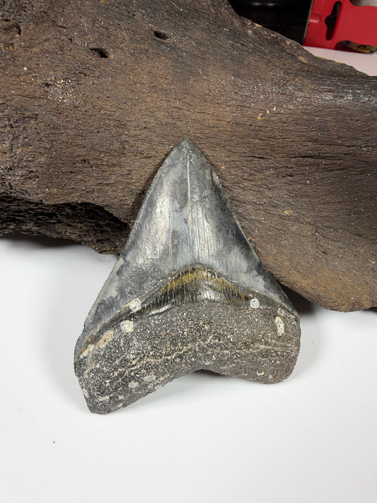 Megalodon shark tooth 3.39 inches front view, genuine fossil from Venice Florida - EDI-2