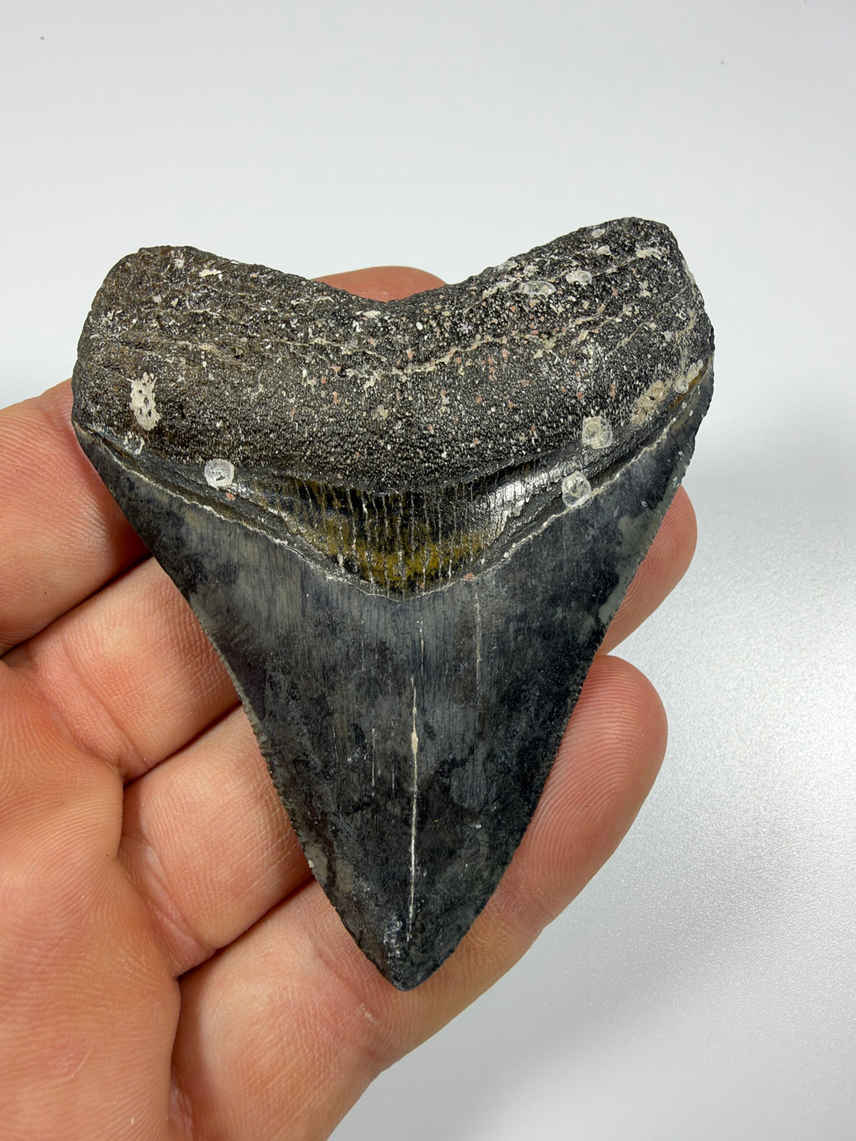 Megalodon tooth held in hand showing size - 3.39 inch fossil shark tooth EDI-2