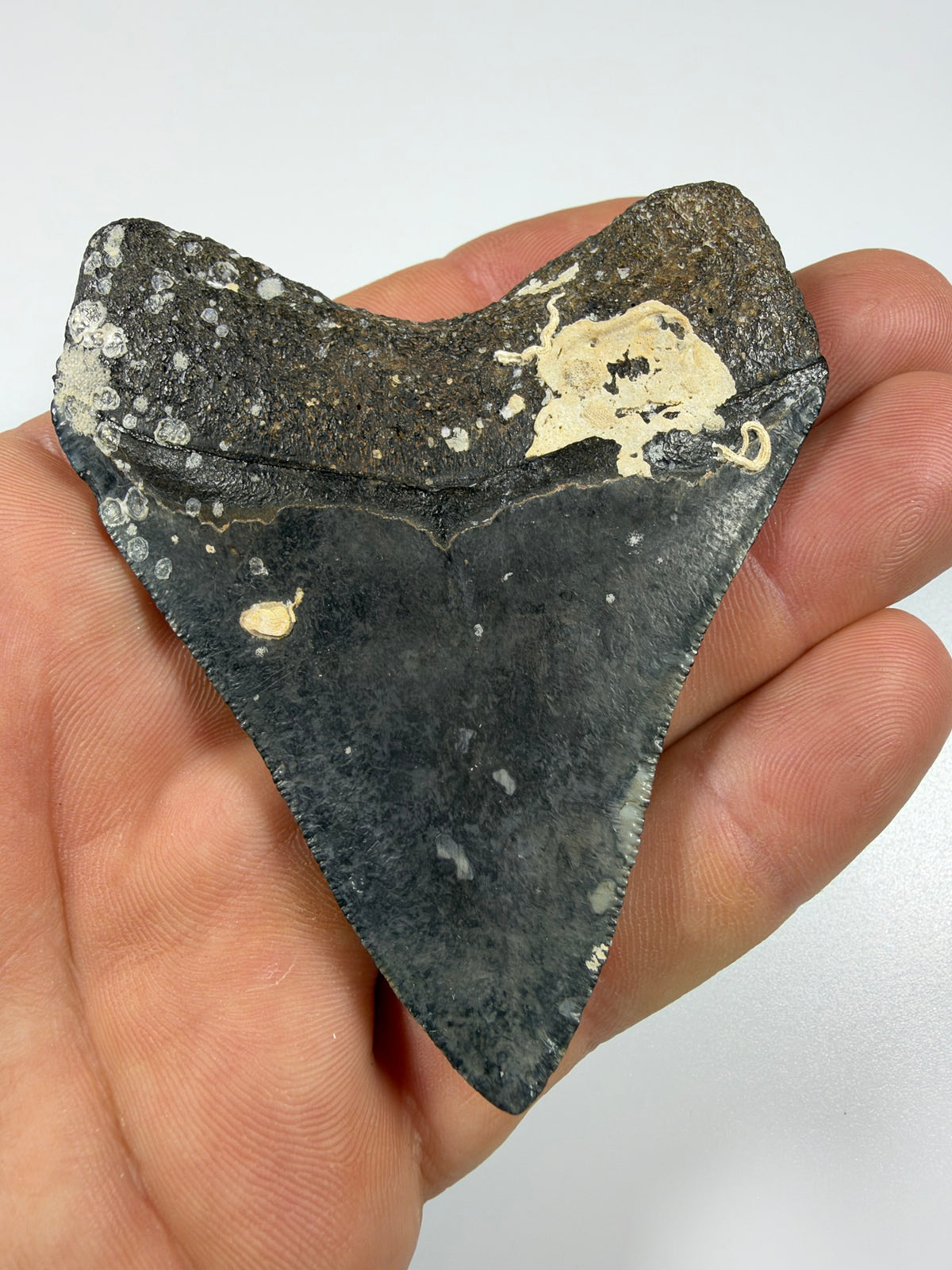 Back of megalodon shark tooth showing root with natural barnacle encrustation - EDI-2