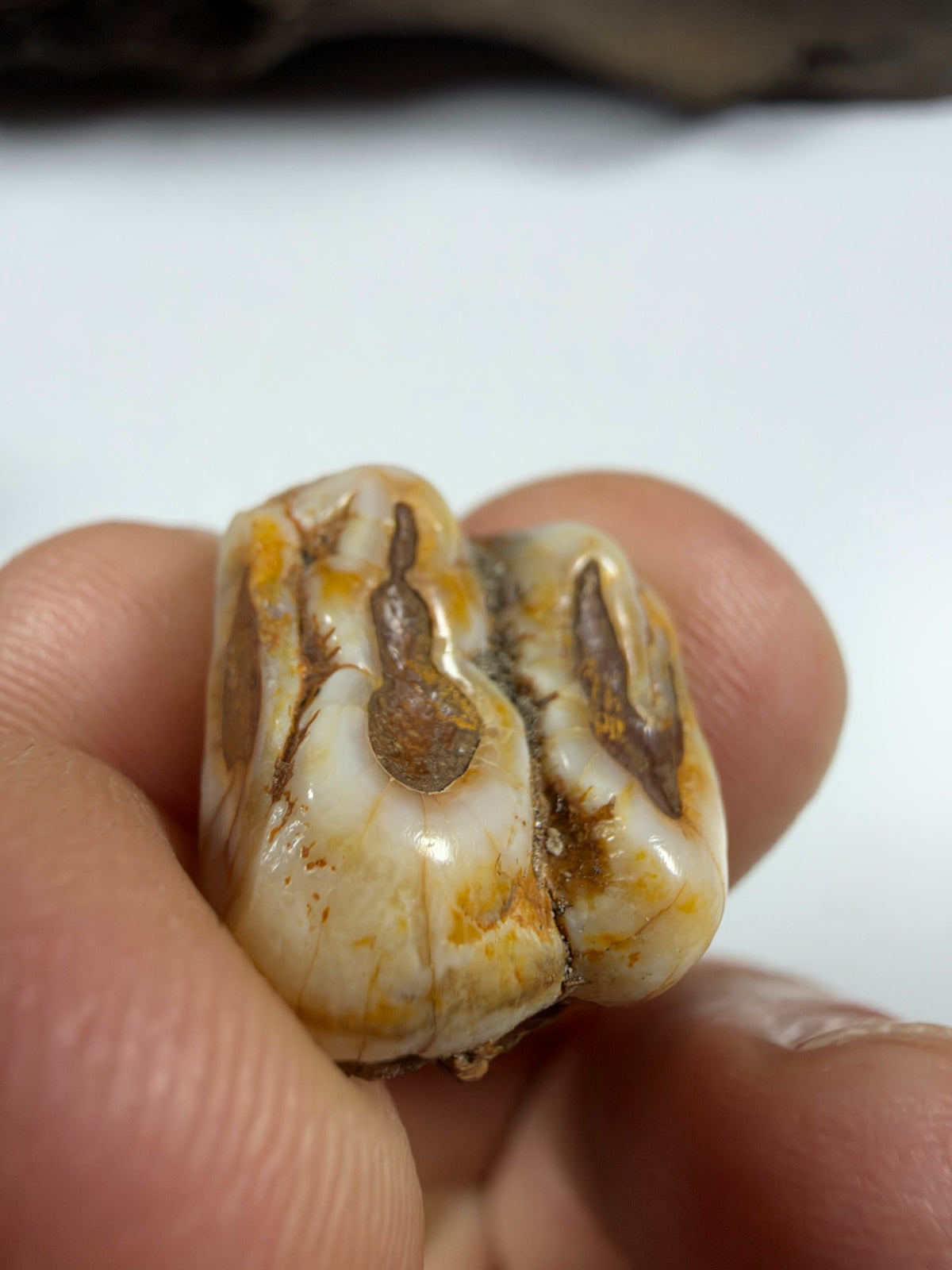 Fossil manatee molar from another angle showing mineralization - EDI-22