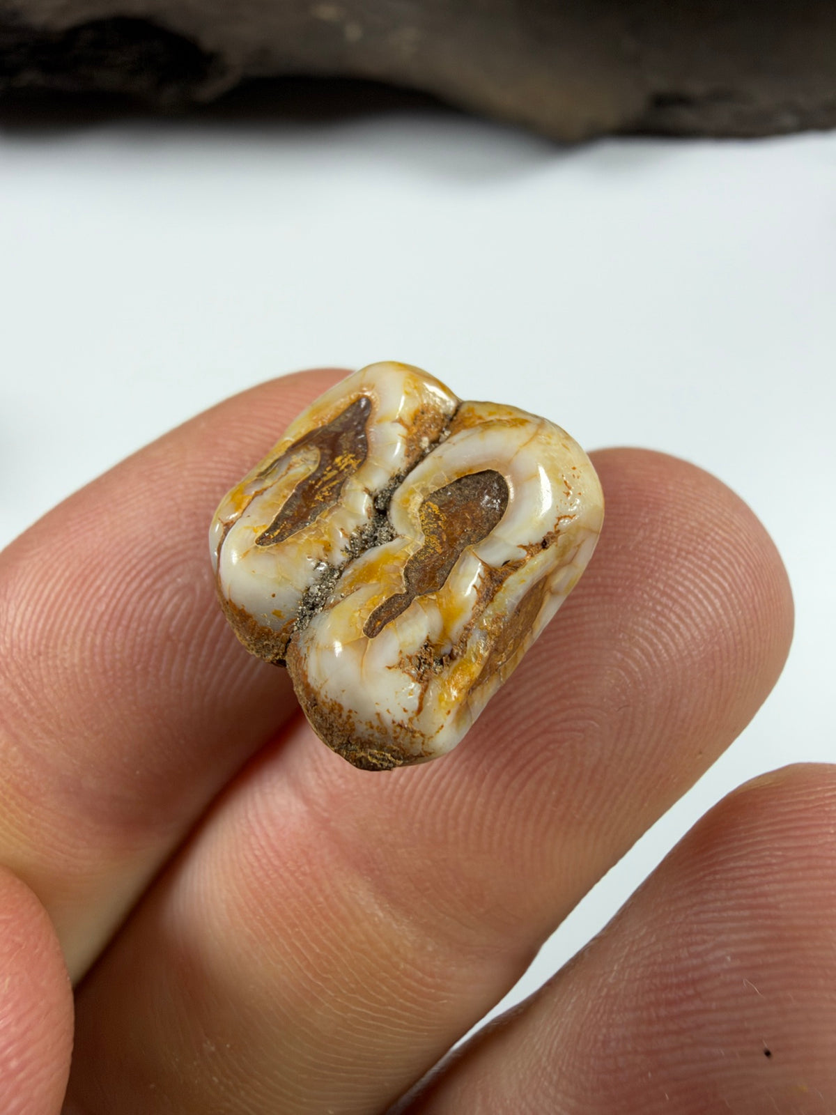 Chewing surface close-up of fossil manatee molar - EDI-22