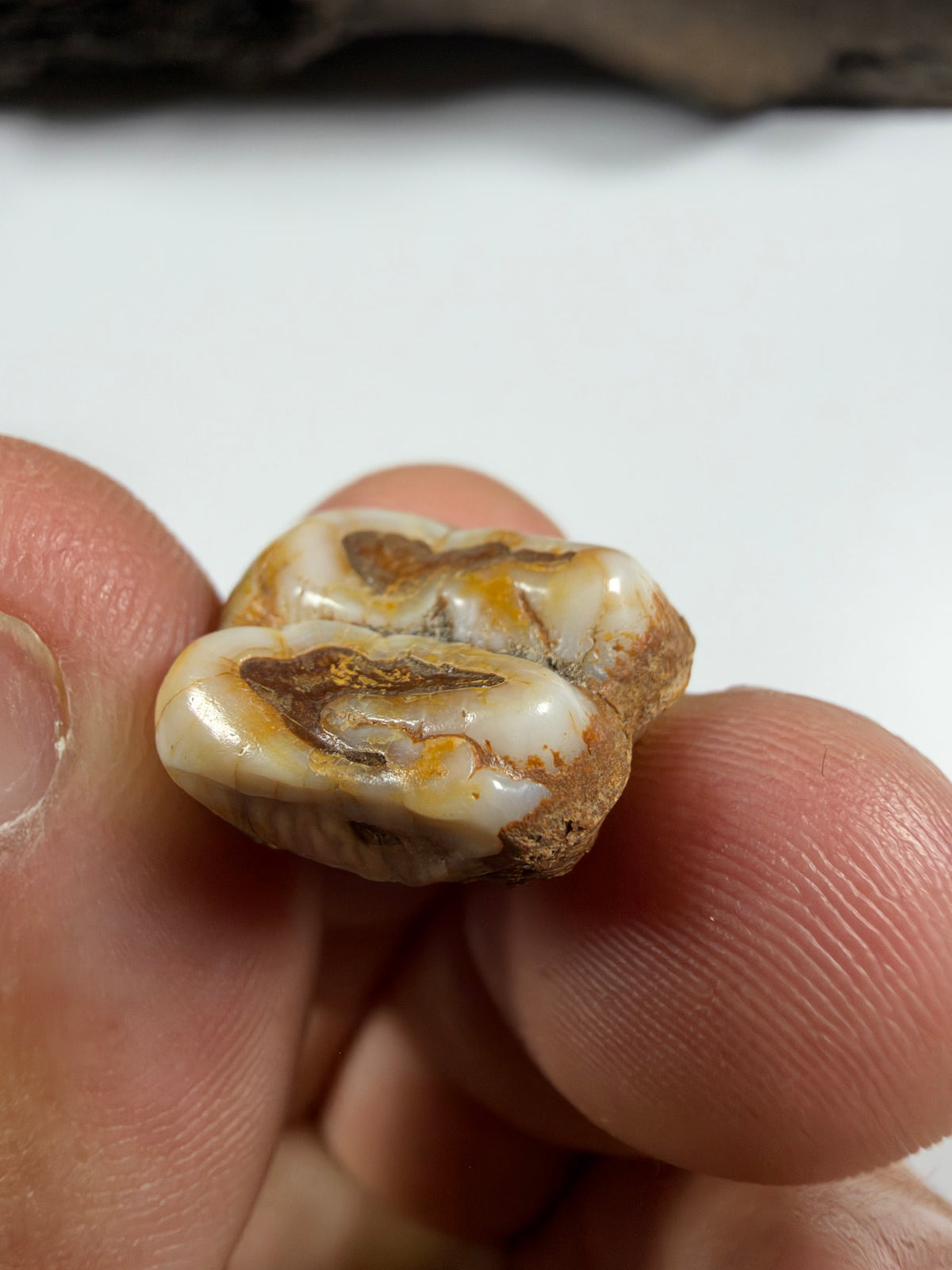 Side view of fossil manatee molar with cream enamel - EDI-22