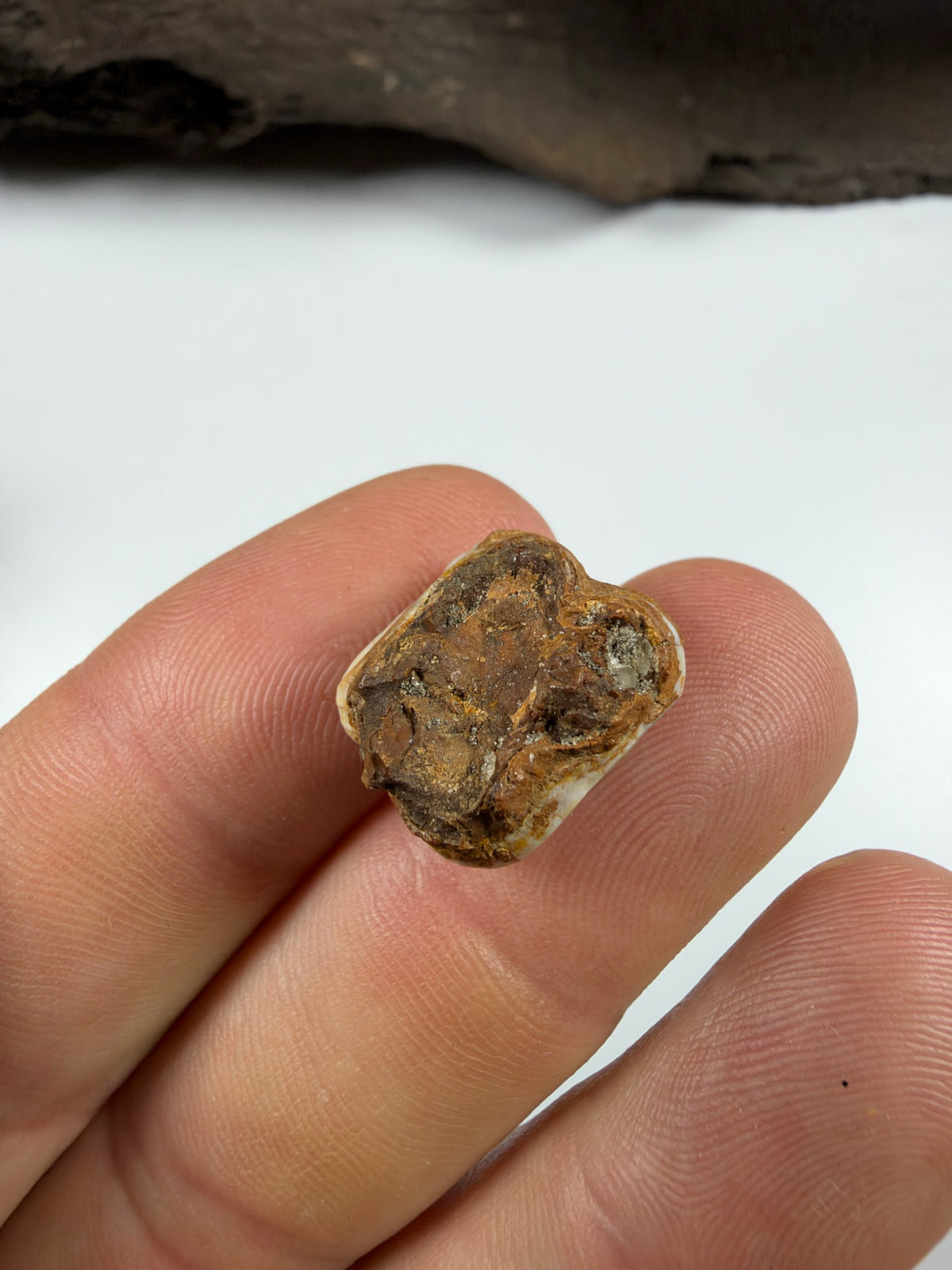 Underside and root area of fossil manatee molar showing natural wear - EDI-22