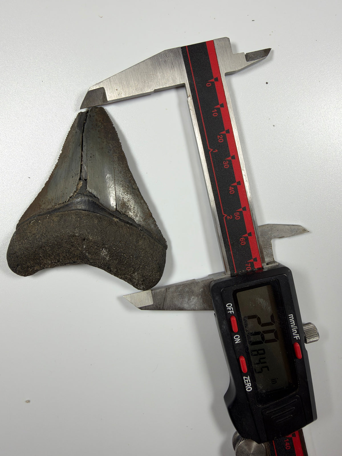 Digital caliper measuring megalodon tooth at 2.98 inches - EDI-24