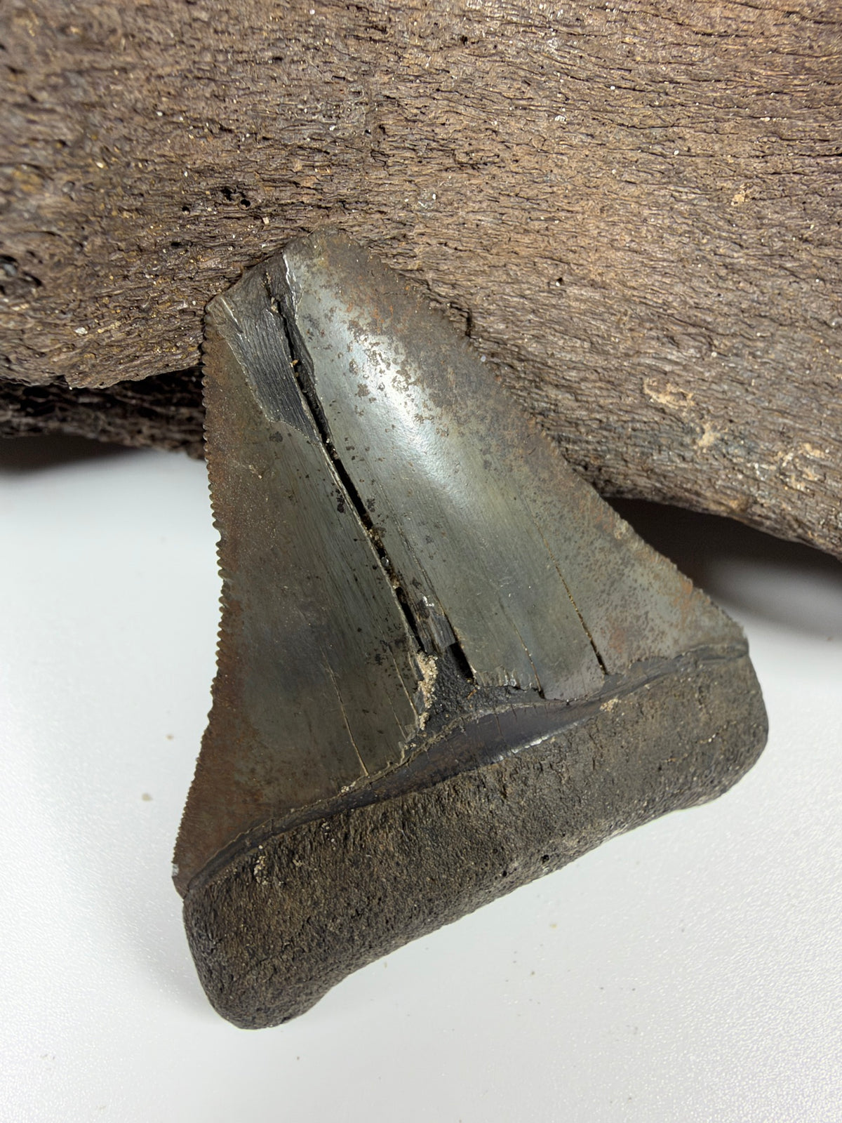 Crack detail down the back of megalodon tooth - EDI-24