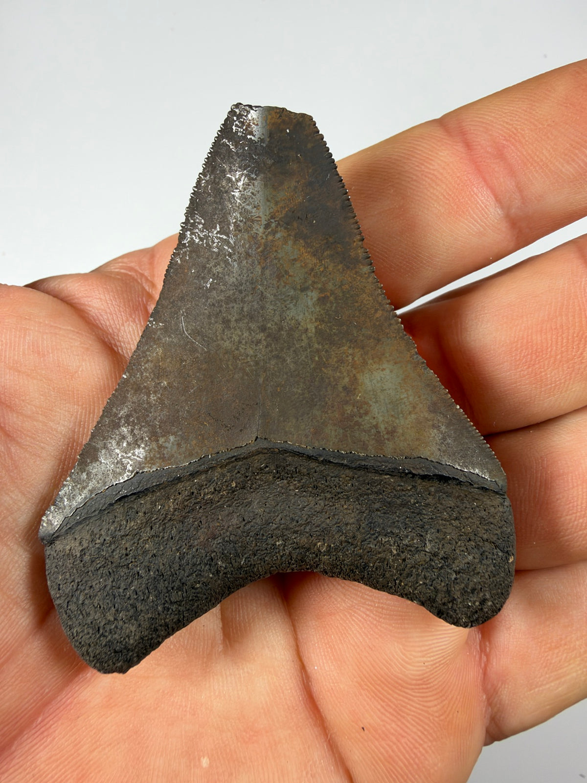 Megalodon tooth held in hand showing size - 2.98 inch fossil EDI-24