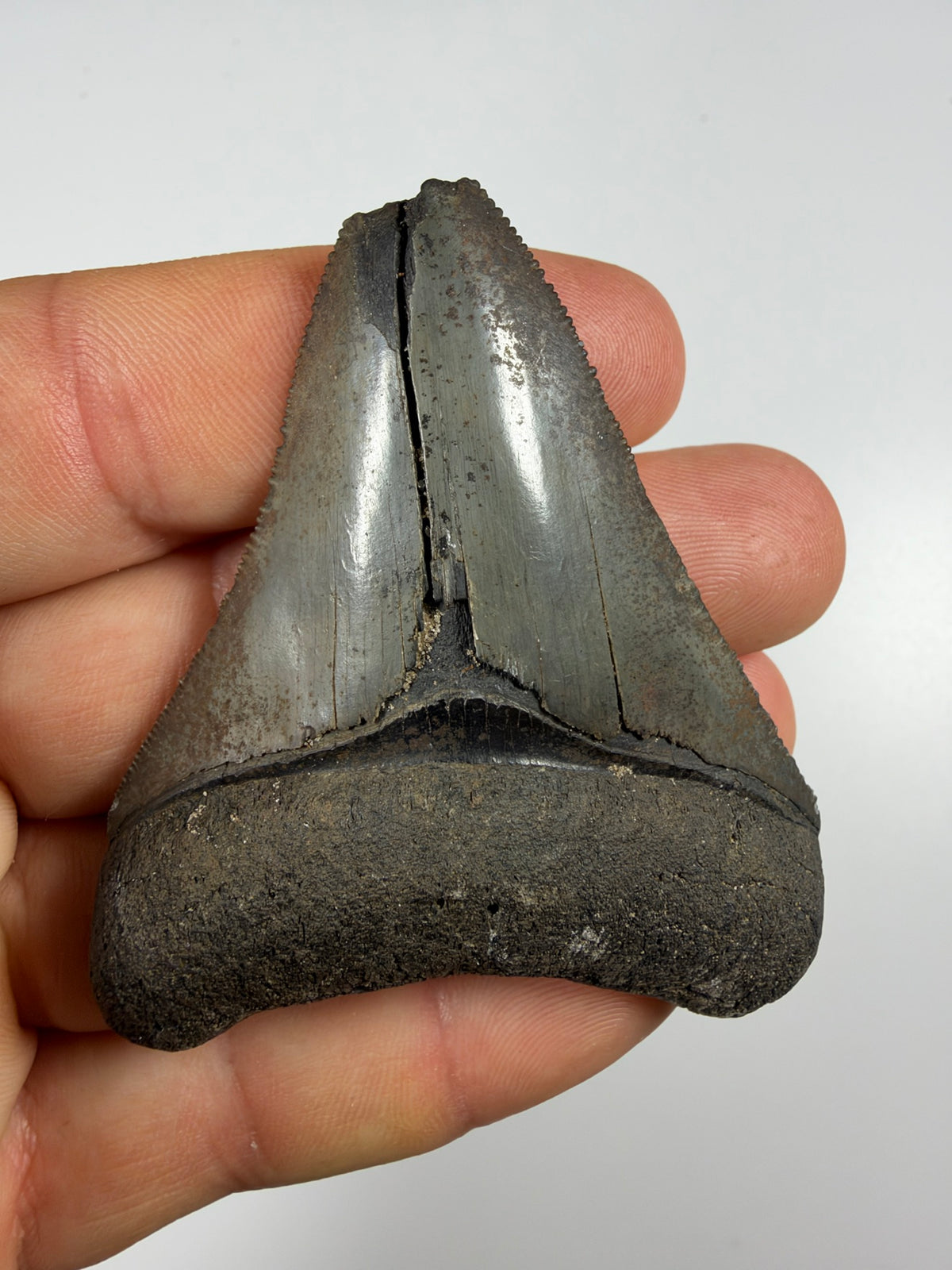 Back of megalodon tooth with crack held in hand - EDI-24