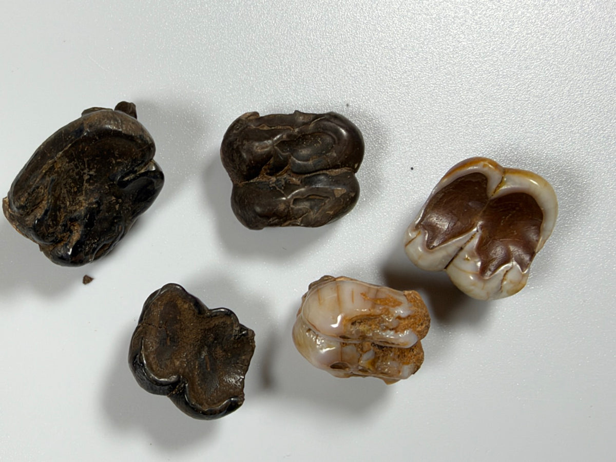 Fossil manatee teeth group of five showing color variation - EDI-32