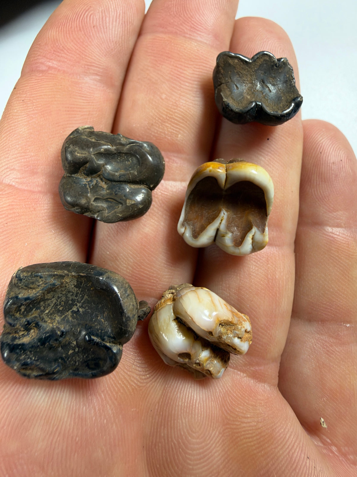 Five fossil manatee molars held in hand for scale - EDI-32